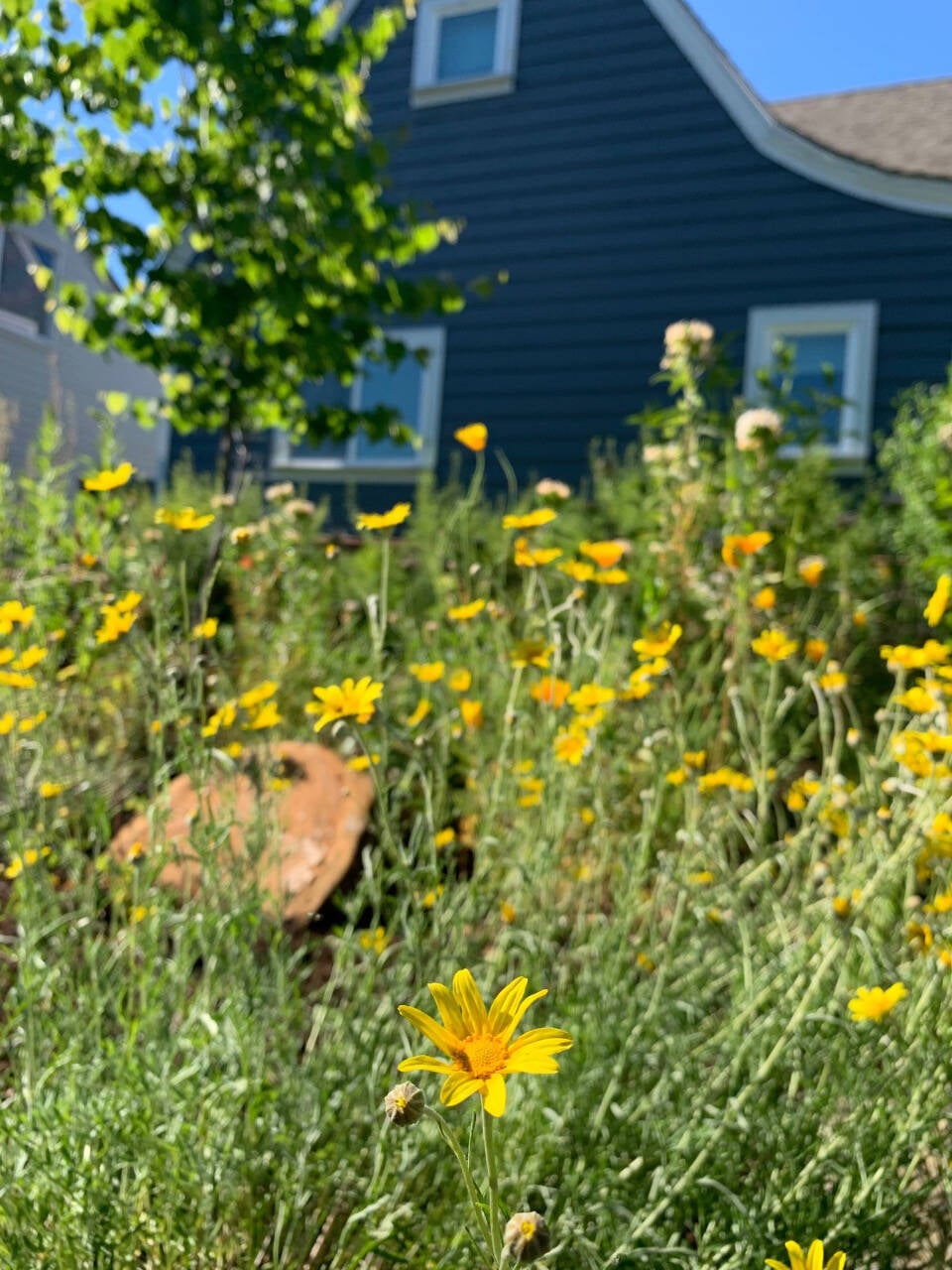 Landscape Design Portland, OR | Ry's and Shine Gardens